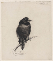 KT 1985 023
          <br/>
          zwarte zangtanagra
          <br/>
          <em>Pieneman, Johanna Hendrika (1889-1986)</em>